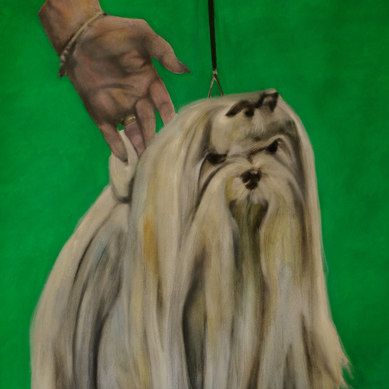 Long-haired dog against a green background