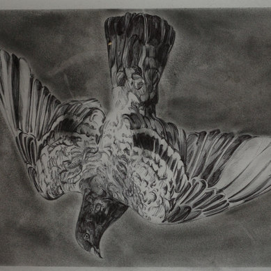 Bird illustration